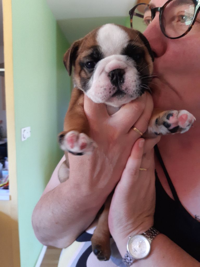 Du Domaine De Kaja - Bulldog Anglais - Portée née le 07/07/2022